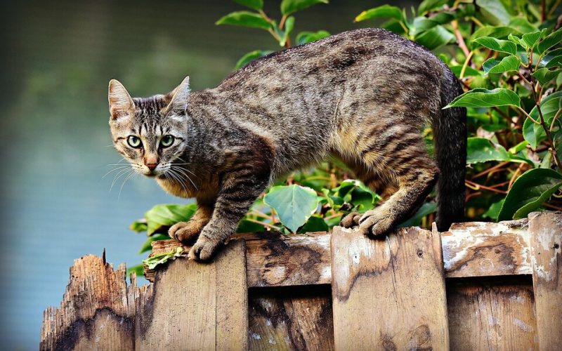 7 tips om katten uit je tuin te weren-min